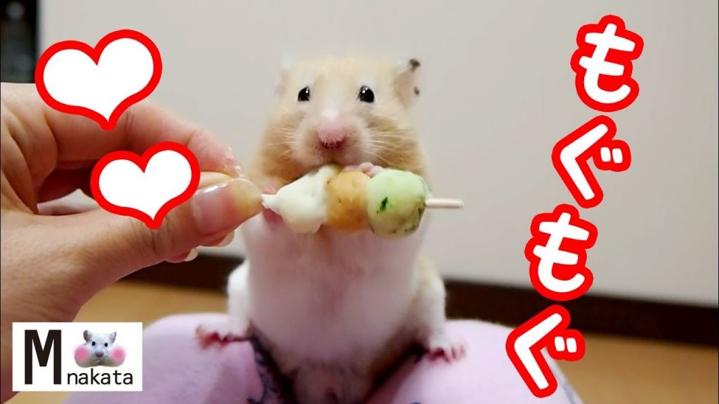 【ハムスター】最強に可愛いおやつタイム動画18連発!おもしろ可愛い癒しThe hottest cute snack time movie of the hamster!