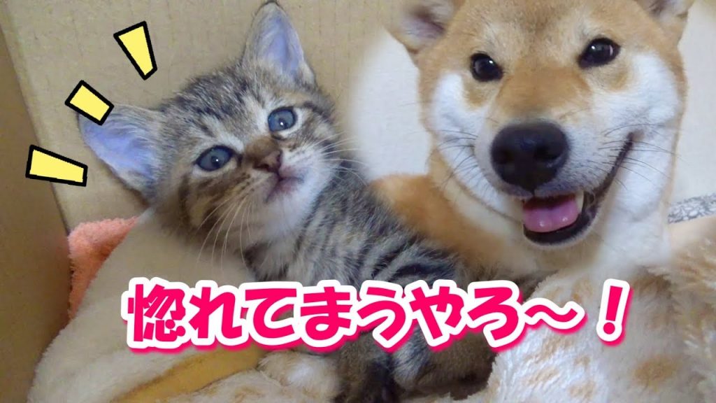 お宝映像！赤ちゃん子猫の癒しオーラに柴犬の母性がここから始まった！–Shiba Inu to be healed in kitten–