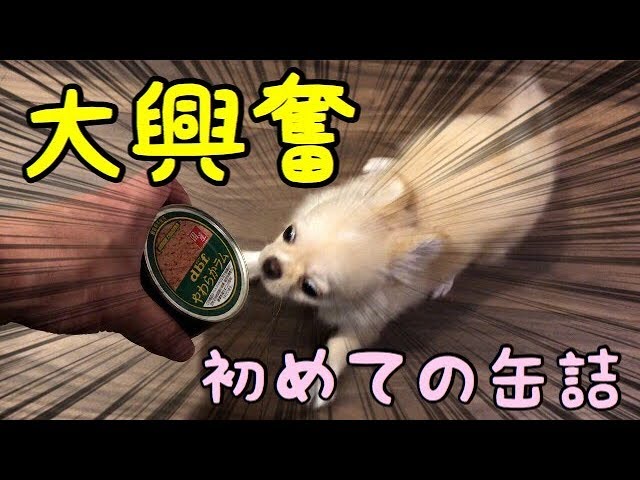 🔴子犬チワワがはじめての缶詰で大興奮！【子犬】【可愛い】【癒し】【チワワ】