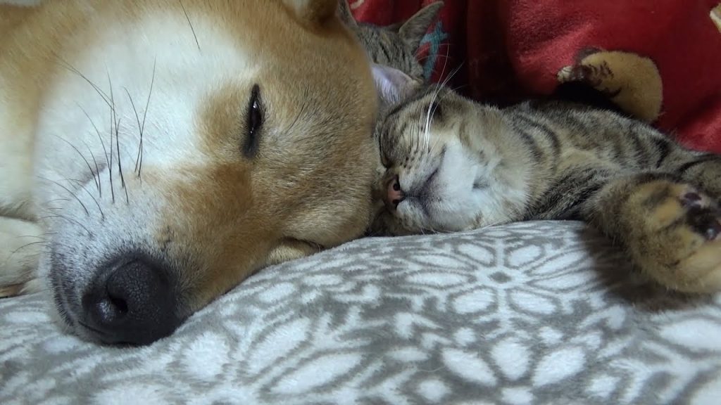 頭と頭をひっつけて犬と猫の癒しビーム❤– Sleeping cute Riko and kitten–