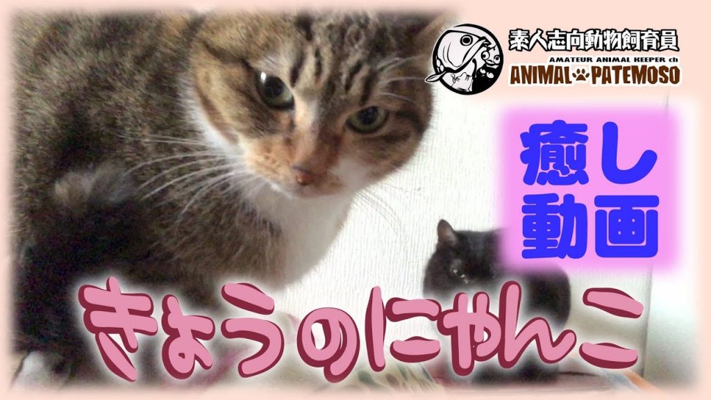 【癒しの猫動画】きょうのにゃんこ019【CAT VIDEO】