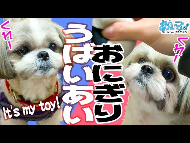 【癒しの犬動画】プキプキおにぎり争奪戦！It’s my toy!