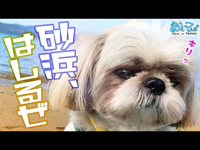 【癒し】シーズー犬とおっさんがただ砂浜を走る動画 Dog running in the sandy beach