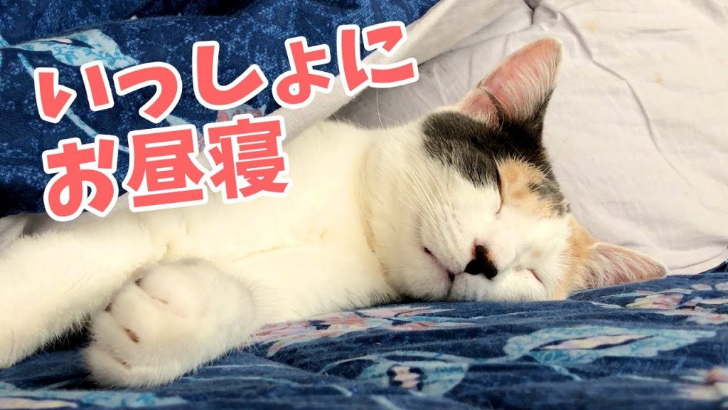 【癒し】猫と一緒にコタツでお昼寝気分を味わえる動画