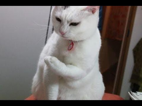 【面白い動物】爆笑　猫おもしろものがたり　笑える癒し動画