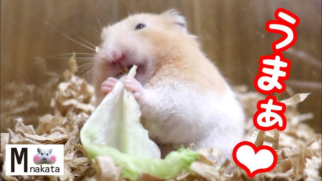 ハムスターにレタスをあげてみた!お知らせあり!可愛い癒しおもしろ動物Hamster eats lettuce deliciously