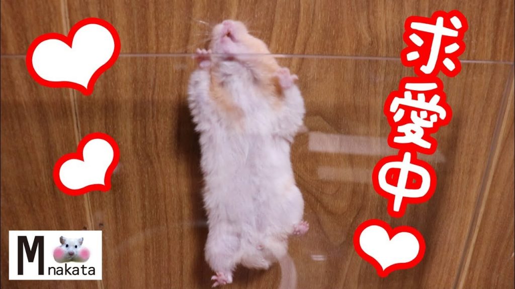 ハムスターの求愛行動が上手くいかなくて切ない。可愛い癒しおもしろ動物Hamster’s courtship behavior failed.