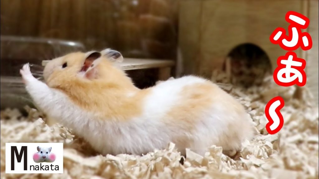 ハムスターの可愛すぎるしぐさまとめ!癒しのリラックスタイム!可愛い癒しおもしろ動物Too cute videos of hamsters!