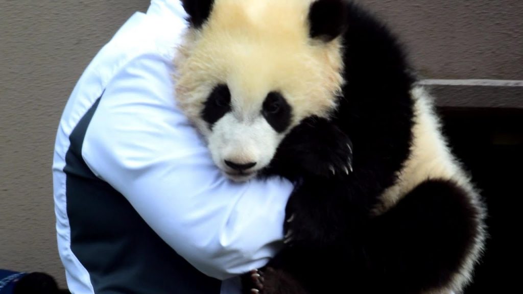 癒しをありがとう！感動のエンディング【アドベンチャーワールド 赤ちゃんパンダ】 cute panda baby♡