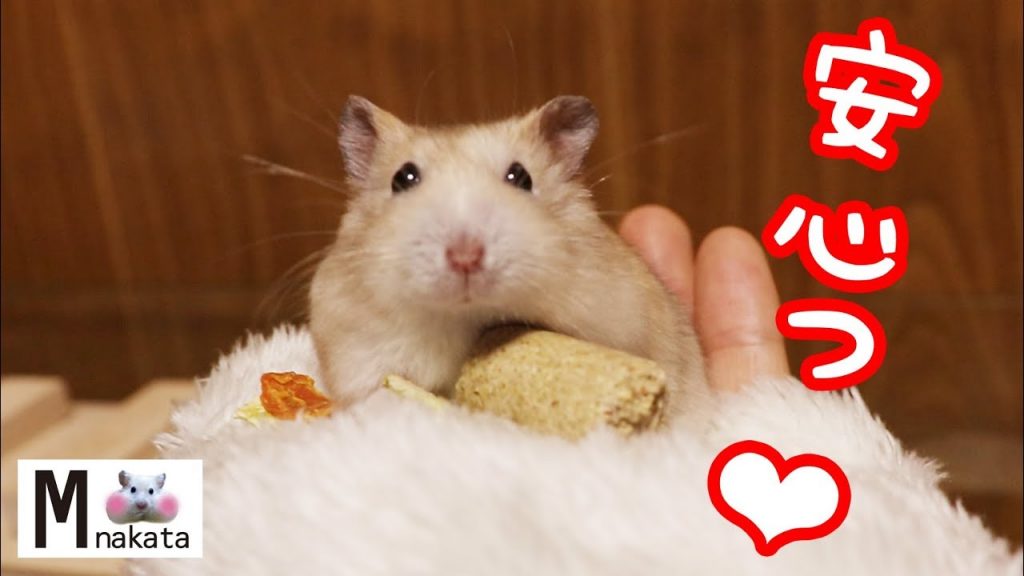 ハムスターが慣れてきたサインはコレだ!可愛い癒しおもしろ動物 Sign that a hamster has become a friend with you!