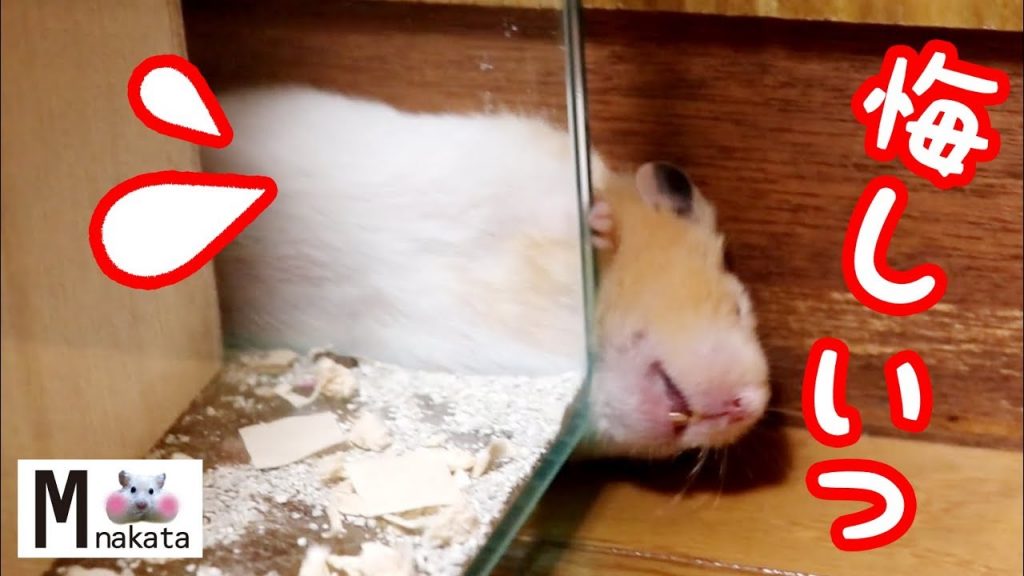 うちのハムスターのストレス発散方法がちょっと変…可愛い癒しおもしろ動物The stress release method of the hamster is funny