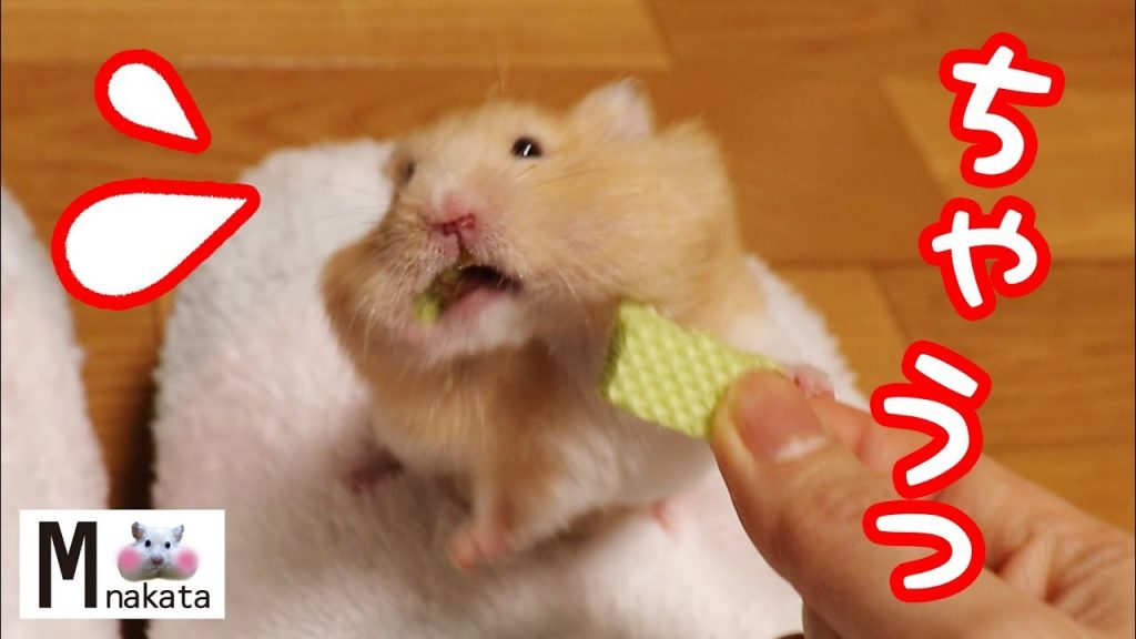 ハムスターが嫌がってるときの顔がめっちゃわかりやすい！可愛い癒しおもしろ動物The face when the hamster dislikes is very easy to understand!