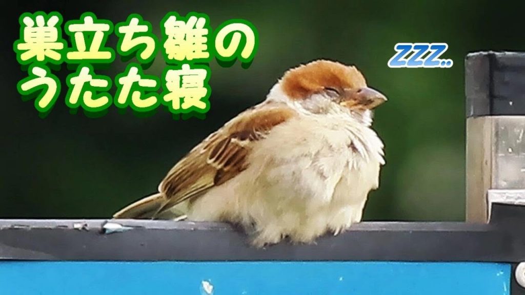 【癒し】スズメ 幼鳥 巣立ち雛のうたた寝 居眠り 雀 かわいい 萌え baby young sparrow half asleep. Canon SX70 HS sx70hs