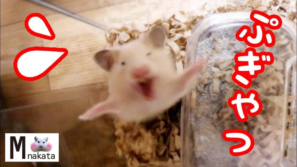 赤ちゃんハムスターが驚くととんでもない顔で飛び跳ねる!可愛い癒しおもしろ動物Baby Hamster is surprised and jumps with a strange face!