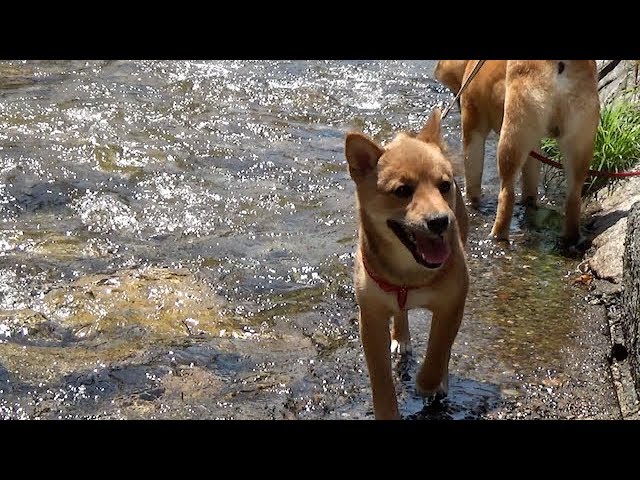 川で身を癒し、自然との一体感を図る柴犬