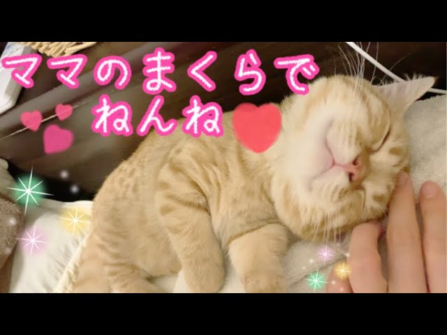 【癒し動画】マンチカンの子猫茶々がママの枕で全力ねんね【日刊ねこもふ生活】