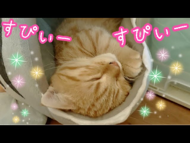 【癒し動画】パパと一緒にイビキかいて寝るマンチカンの子猫茶々が可愛い！【日刊ねこもふ生活】