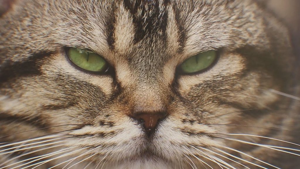 ネコで癒しの写真展　動物写真家　岩合光昭さんの世界