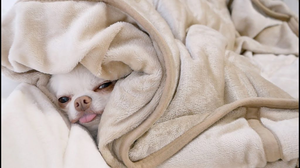 【癒し犬】毛布が気持ち良すぎて出てこれない犬ｗ