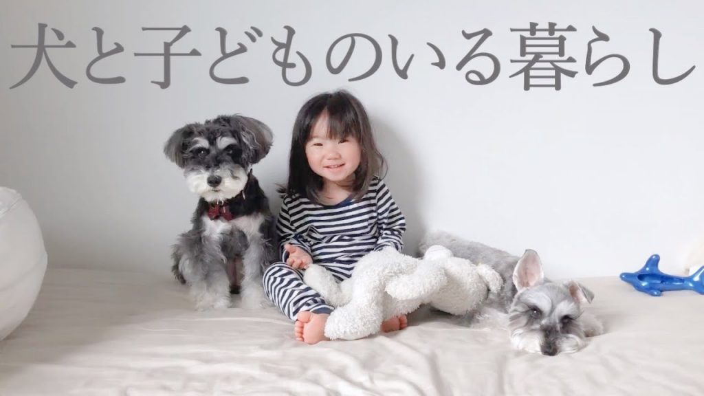 【癒し】可愛い犬なのに寝るとちょっと白目になる【シュナウザージジトト】Miniature schnauzer with daughter:Dog rolls her eyes.