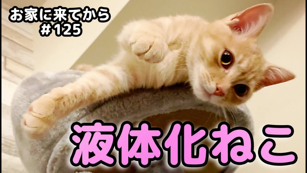 【癒し保護猫】キャットタワーの上で独特な体勢でくつろぐ子猫♡綺麗に重なり合う子猫達♡