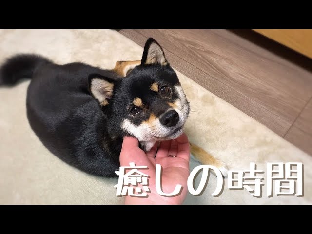 豆柴 / 寝る前の愛犬との癒し時間【柴犬】 Healing time with Shiba Inu dogsd before going to bed