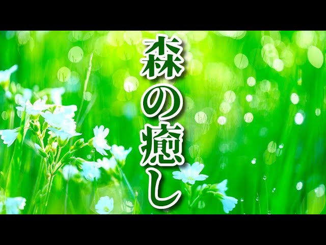 【自律神経に優しい音楽】《森の癒し》 穏やかなピアノの音色に癒される…最高のリラクゼーション、鳥のさえずりと川のせせらぎ