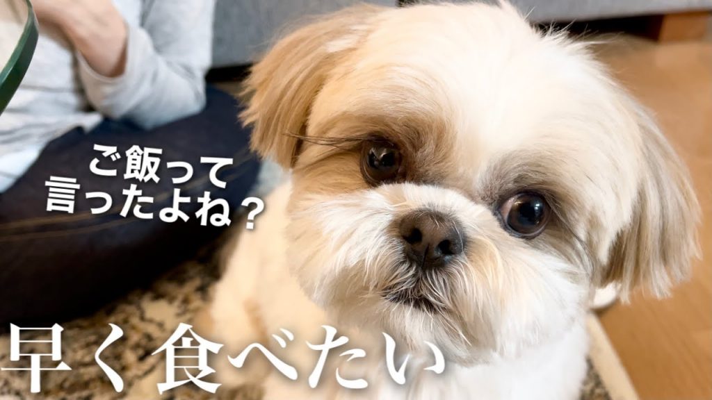 【癒し動画】ご飯の時間を静かにアピールしてくるシーズー犬 / Shih Tzu appeals meal time.