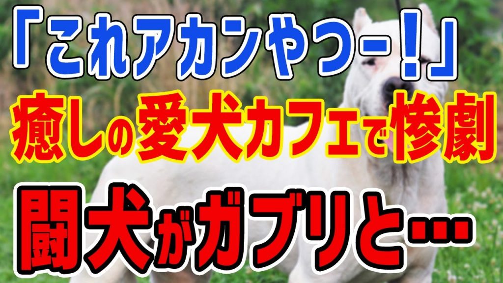 K国「これはアカン！」癒しの愛犬カフェで悲劇→モフモフな小型犬ではなく闘犬ドゴ・アルヘンティーノがガブリと・・・