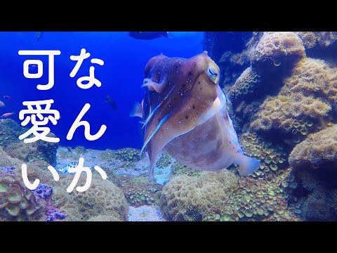 【涼しくなる癒し映像】なんか可愛くて癒されるコブシメがこちらです…鳥羽水族館のコブシメ! giant cuttle fish 水中音　BGM