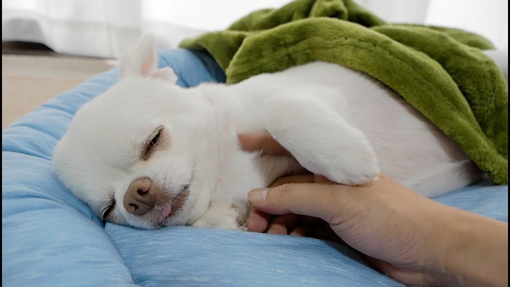 【癒し/relaxed】チワワのコハクの赤ちゃんみたいに可愛いお昼寝。|Dog taking a nap is the ultimate healing