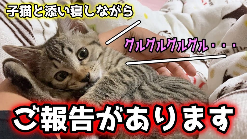 【癒し】子猫のしずくと添い寝しながらお話しする動画