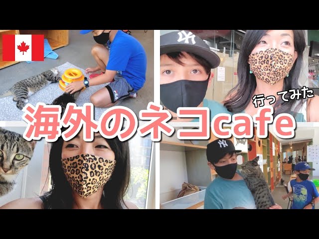 【猫ちゃん癒し動画♡】海外の猫カフェに初めて行ってみた｜カナダ｜バンクーバー