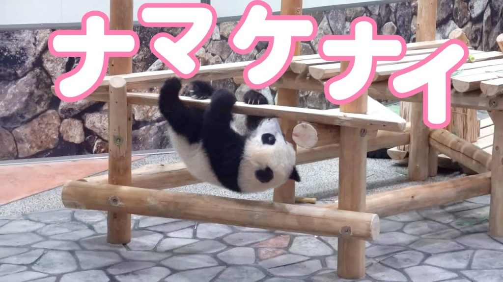 【癒し注意】パンダの赤ちゃん超絶可愛い動画＃3
