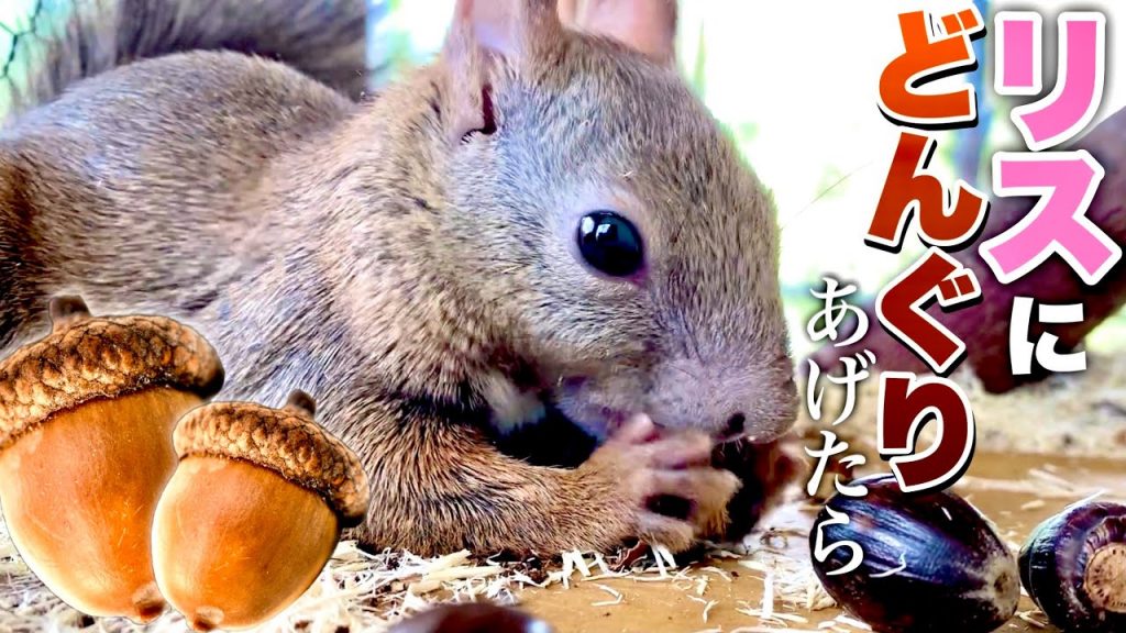 【リス】どんぐりあげたら食べる姿が可愛すぎて癒し…[Squirrel] The appearance of eating acorns is too cute to heal