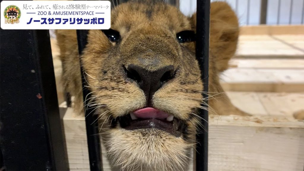 【生後4〜6ヶ月】癒しの子ライオン3頭を紹介します！