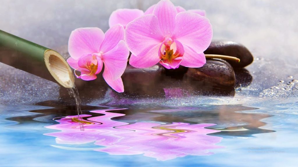 【432Hz 癒し音楽BGM】自然の音とともに音楽をリラックス バンブーウォーターファウンテン : 瞑想, 睡眠 ⚛ Bamboo Water fountain 24 Hours
