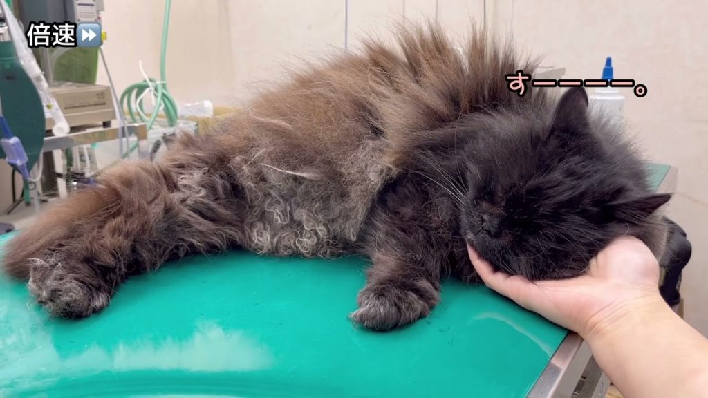 先生の手を枕にして眠る猫が癒しすぎました。