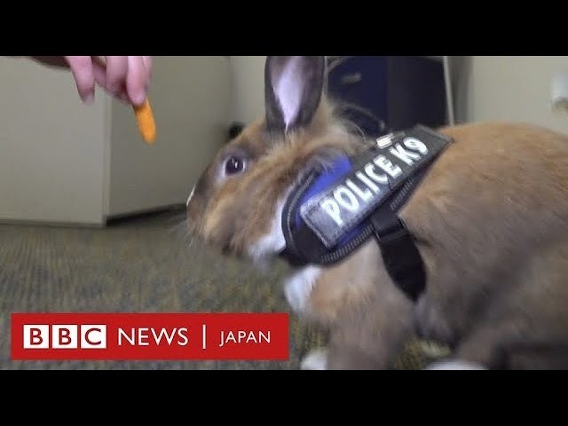 ふわふわのウサギ警官、警察署の「癒し担当」に　米カリフォルニア州