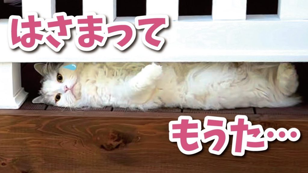 猫がスキマにはさまってしまう凶悪癒し事件が発生しました【関西弁でしゃべる猫】