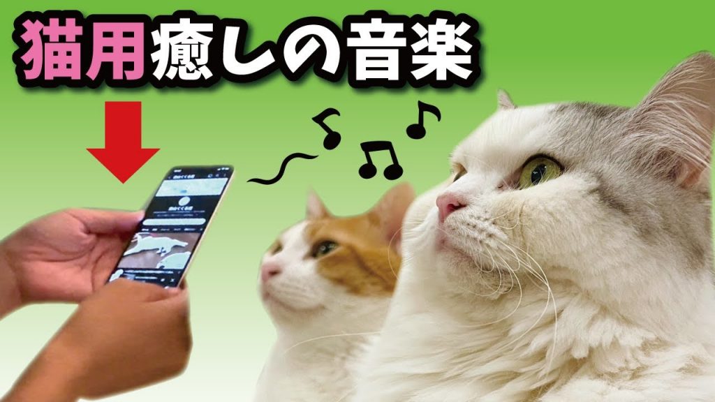 猫が落ち着くはずの「猫用癒しの音楽」を聞かせたらとんでもない事になりました…！【関西弁でしゃべる猫】
