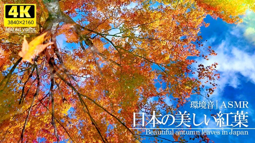 【癒し】美しい日本の紅葉と環境音（ASMR）川のせせらぎと鳥のさえずり、風や滝の音で自然を感じて頂けると嬉しいです。疲れた心身の回復・リラックス効果・勉強中や作業用、目覚めの朝や眠れない夜にもどうぞ。