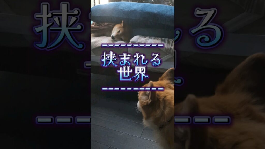 挟まれて寝るのが好きな柴犬と理解できないコーギー #柴犬スティーブ #癒し