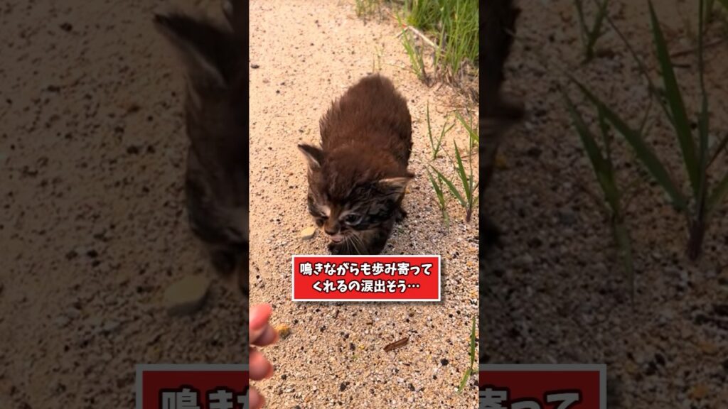 ネッコの動画見てニヤけたら負けwww #猫 #猫のいる暮らし #ペット #かわいい #癒し #動物 #2ch動物スレ