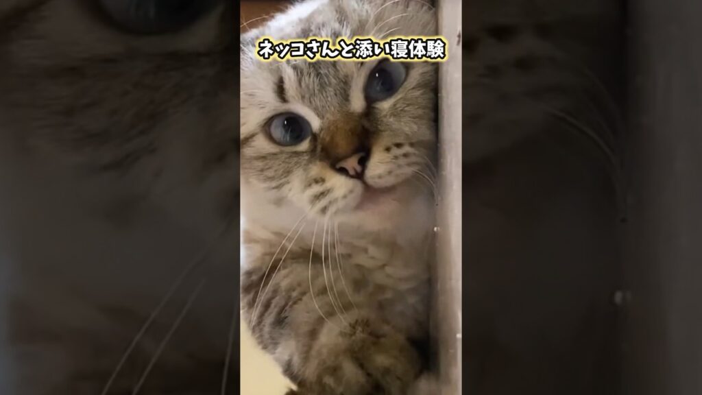 ネッコの動画見てニヤけたら負けwww #猫 #猫のいる暮らし #かわいい #癒し #ペット #2ch動物スレ