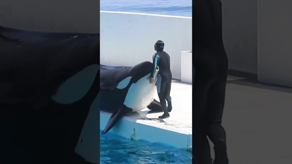 天才シャチ「ラビー」の癒し時間♥ #Shorts #鴨川シーワールド #シャチ #kamogawaseaworld #orca #killerwhale