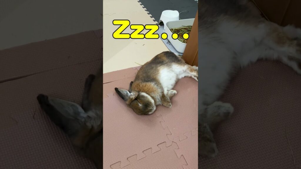 そこで寝るのやめて #うさぎ #bunny #pet #癒し #rabbit #うさぎのいる暮らし #shorts