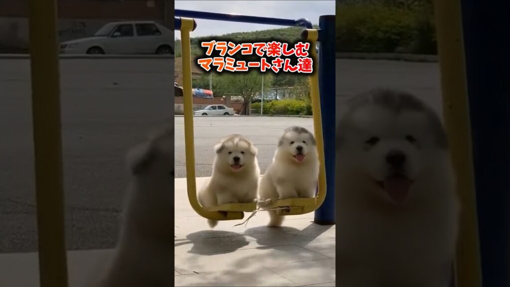 アラスカンマラミュートさん動画見てニヤけたら勝ちwww #犬 #アラスカンマラミュート #ペット #可愛い #癒し #動物