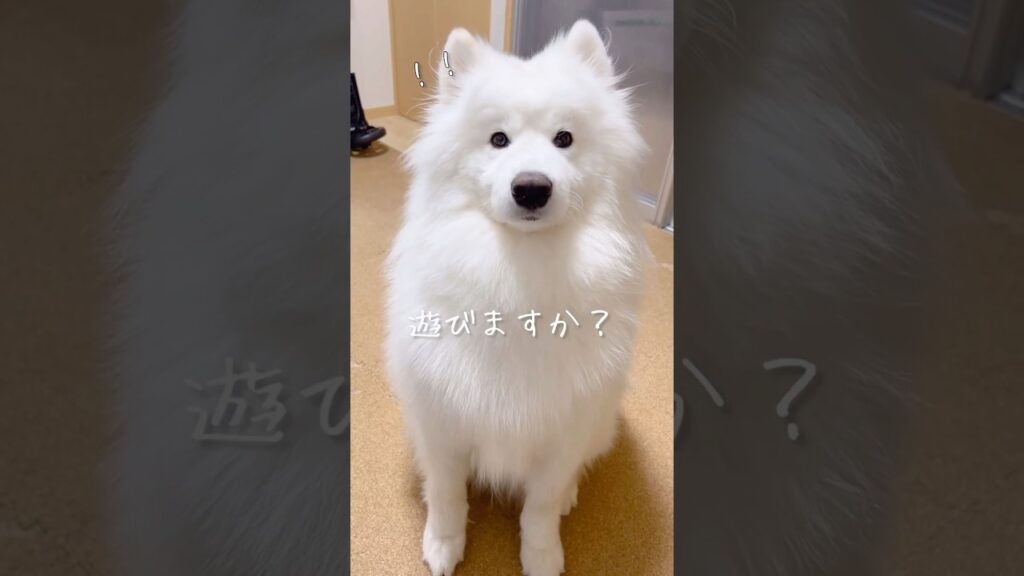 仕事中の可愛い誘惑 #サモエド #samoyed #癒し動画