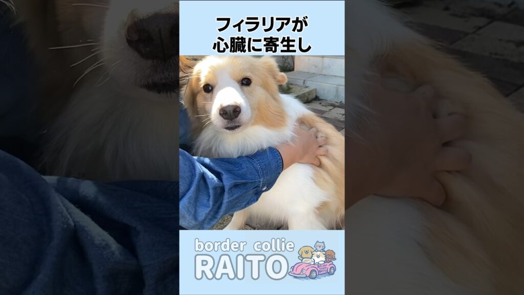 山に捨てられていた愛犬のパパ犬の現在の姿に涙がとまらない…【ボーダーコリー】#shorts